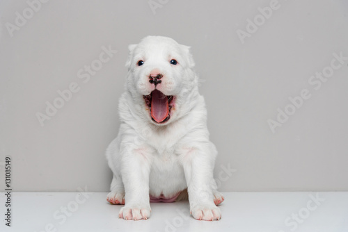 Central Asian Shepherd Dog Puppy