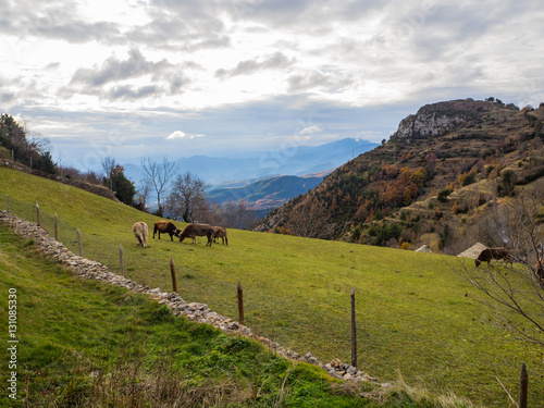 vacas en Tella en la comarca de Sobrarbe, provincia de Huesca, España, en Diciembre de 2016 OLYMPUS CAMERA DIGITAL photo