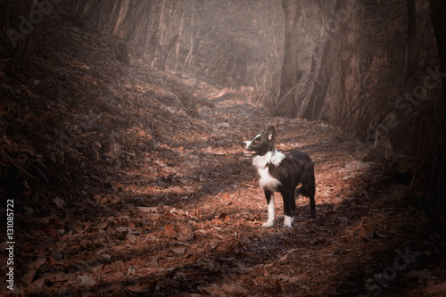 Puppy border collie, including red leaves and fog