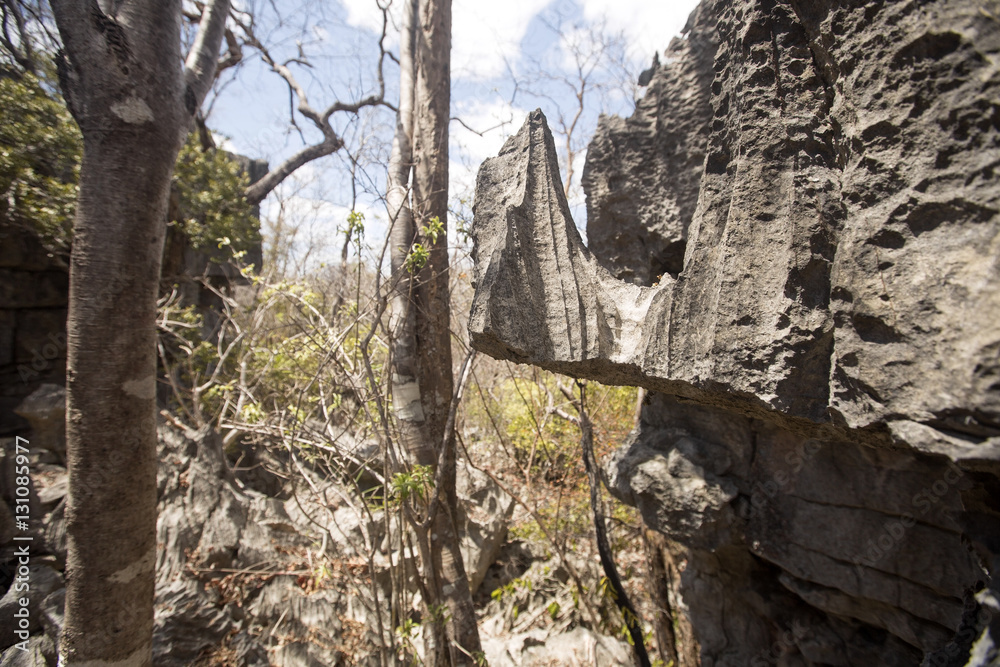 bizarre limestone rock formations - Tsingy,  reserve Ankarana, Madagascar