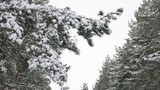 pine christmas tree branch in the snow swinging in the wind beautiful winter landscape forest nature