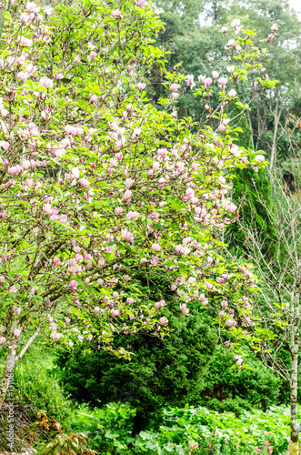 Fototapeta Naklejka Na Ścianę i Meble -  beautiful flower tree and outdoor garden
