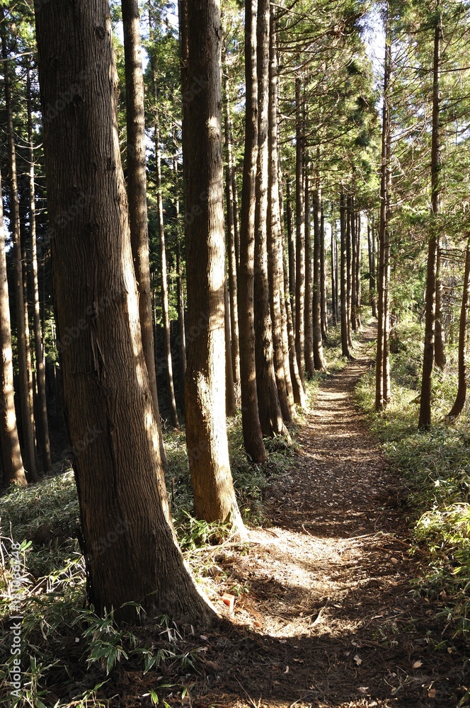 Obraz premium 杉林に続く山道