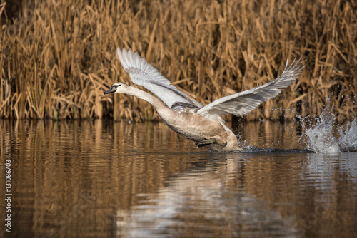 Mute Swan, Swans, Cygnus olor