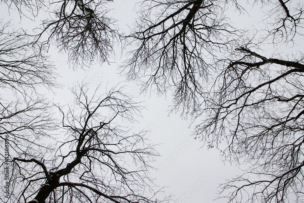 Obraz premium Bare Tree Branches on a white pale sky