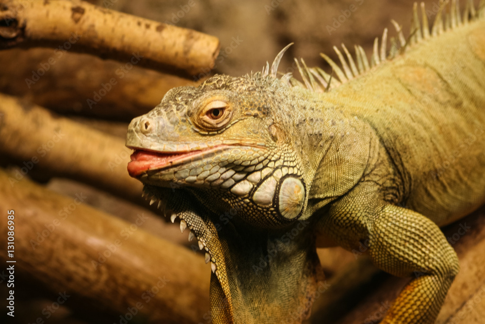 Fototapeta premium A beautiful close-up of a brown iguana