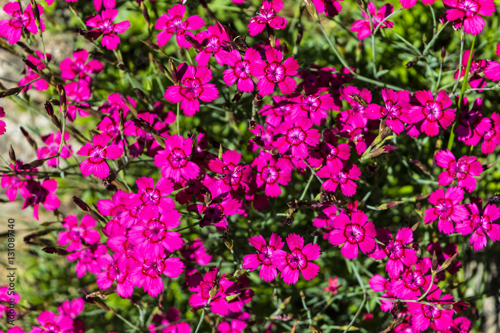 beautiful pink flower garden in  the sun