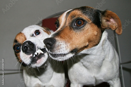 Jack Russell Fighting