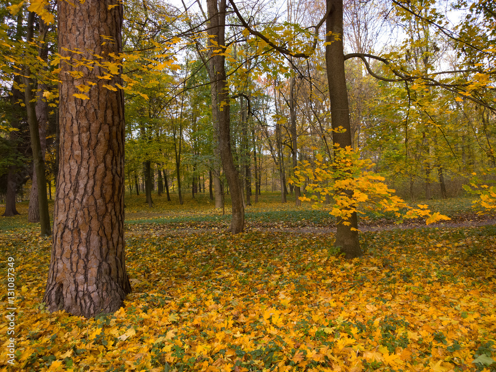 Autumn landscape.