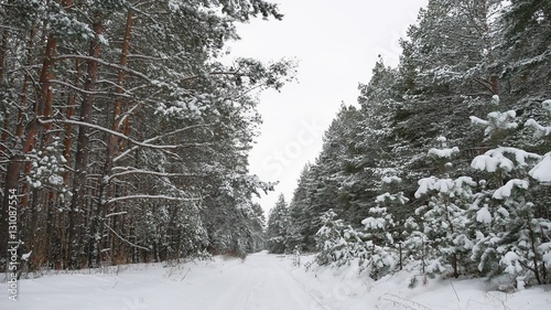 Winter pine path christmas tree nature forest wildlife winter landscape, beautiful snow is