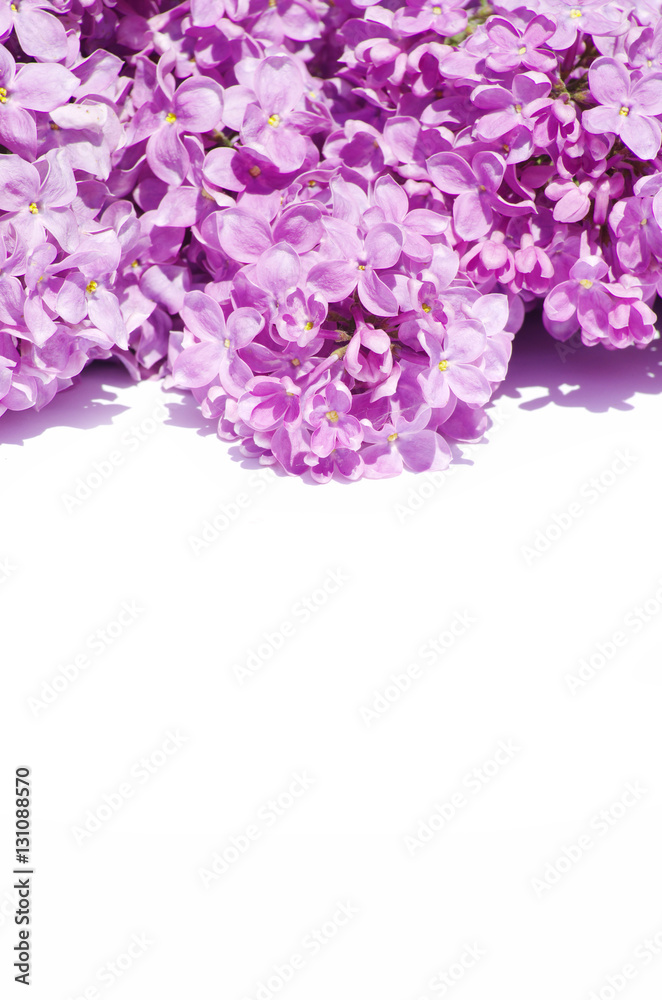 lilac flower