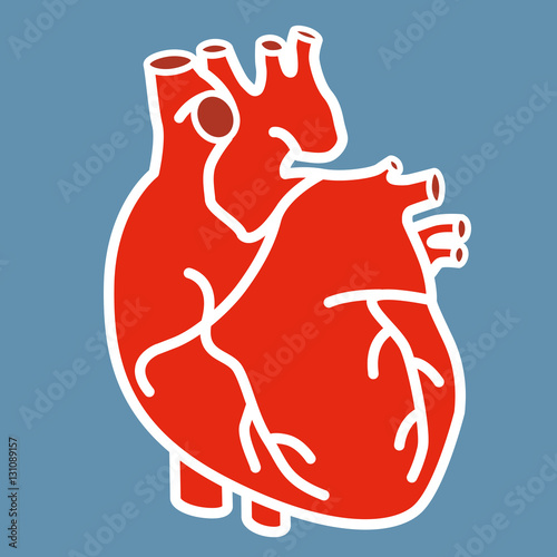 Coeur - Anatomie - Organe - cardiologie - médecine
