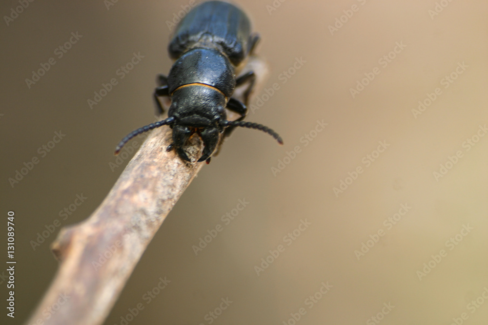 Black beetle on a wooden stick