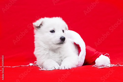 Berger Blanc Suisse puppy in a Christmas hat © Happy monkey
