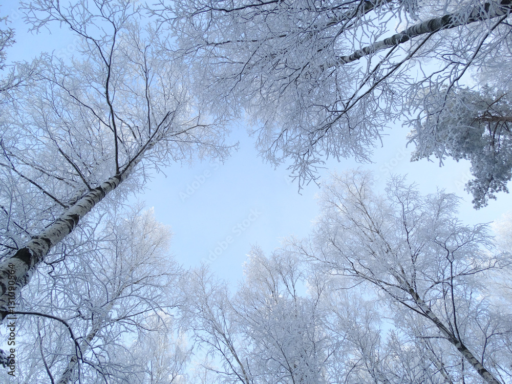 winter landscape forest in snow frost winter landscape forest in snow frost