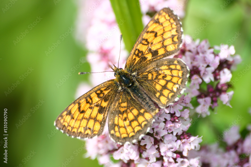 A beautiful orange butterfly on a flower A beautiful orange butterfly on a flower