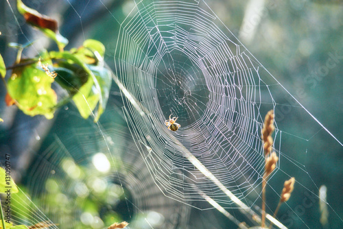 In a taiga, Russia, Siberia. A web with a spider.