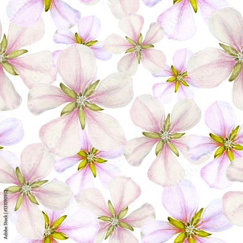 Seamless pattern of  apple flowers