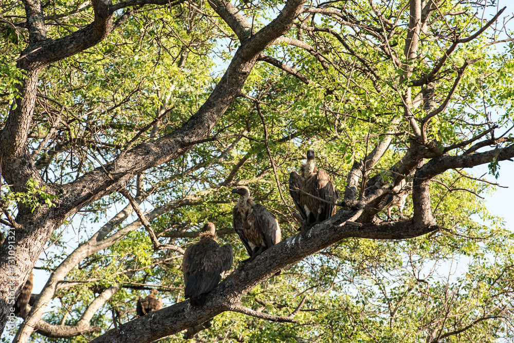 White-backed vultures sitting on a tall tree White-backed vultures sitting on a tall tree