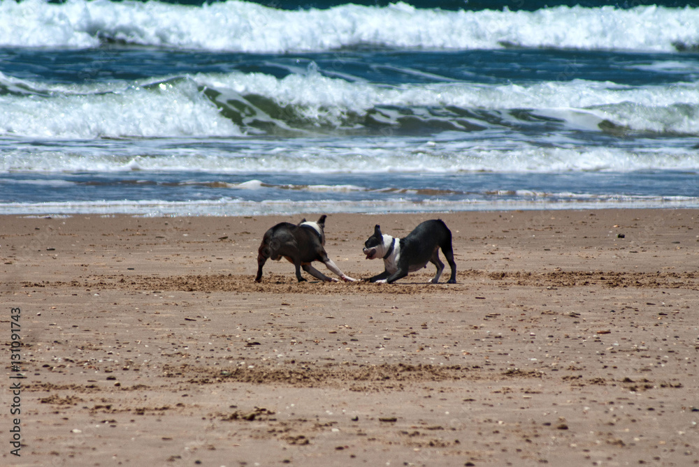 dog breed Boston Terrier at the beach dog breed Boston Terrier at the beach