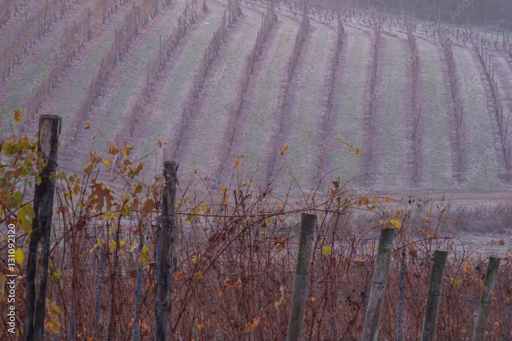 Fototapeta premium Panorama collinare con filari di vite in autunno