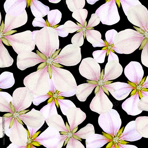 Seamless pattern of apple flowers