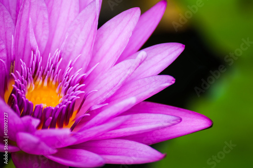 lotus flower background