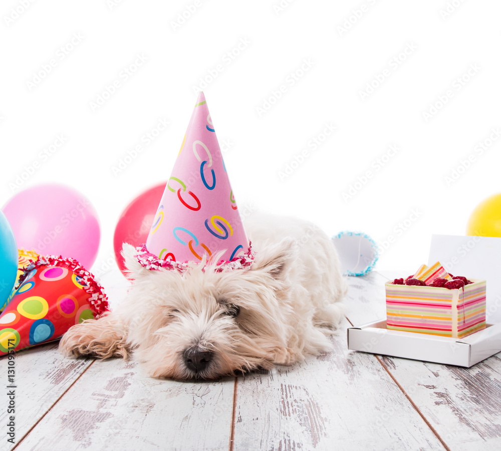 West Highland terrier with happy birthday cake,a party hat ,on wood ,  isolated on white background Stock Photo | Adobe Stock