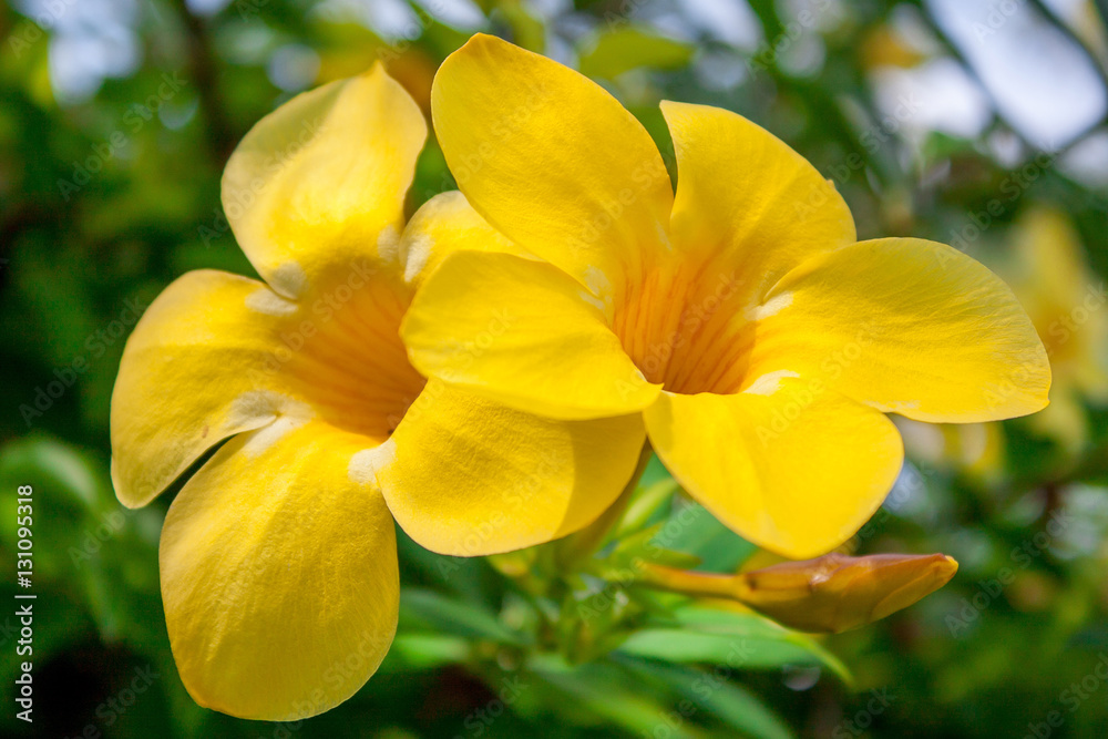 Fototapeta premium Orchidee gelb Thailand