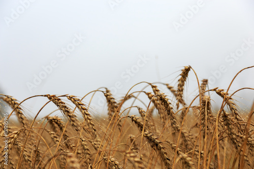 Ears of wheat in a wheat field on a rainy day, a beautiful background.