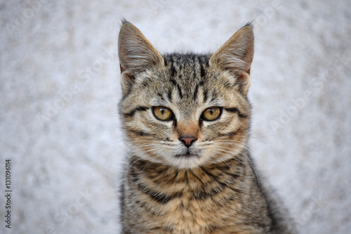 Fototapeta Naklejka Na Ścianę i Meble -  Little kitty staring sharply