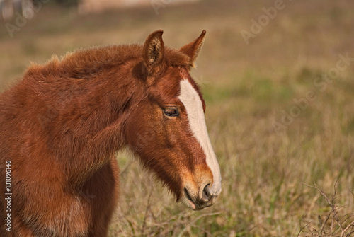 Cute brown foal on a field in Argentina