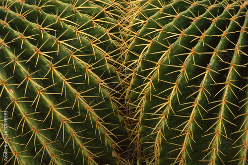Golden barrel cactus close up photo