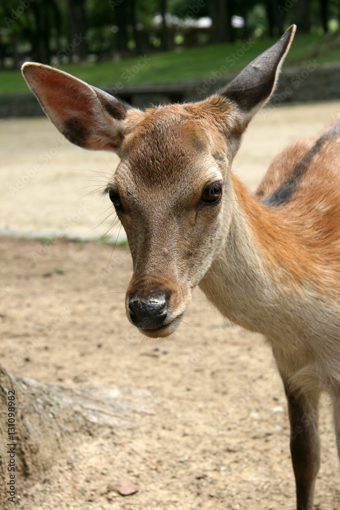 Deer, Japan