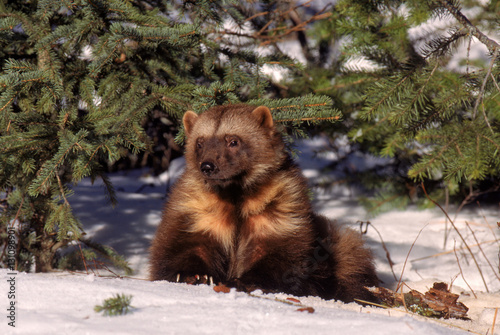 Wolverine sitting in snow photo