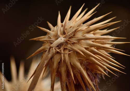 Back view of dry artichoke flower  cynara cardunculus