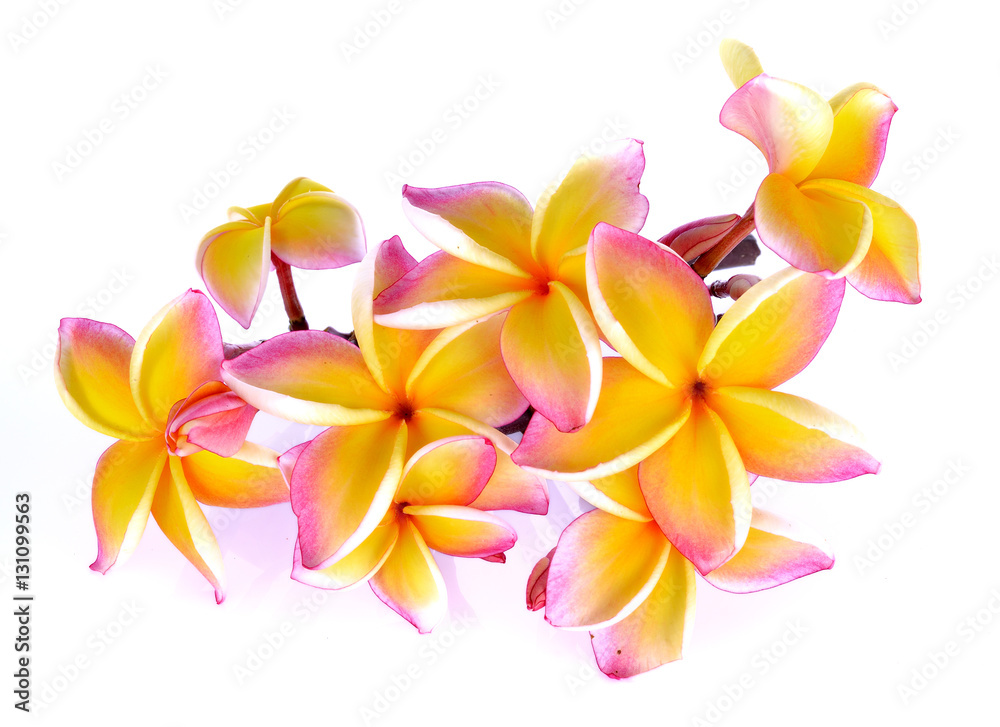 Plumeria on white background Plumeria on white background