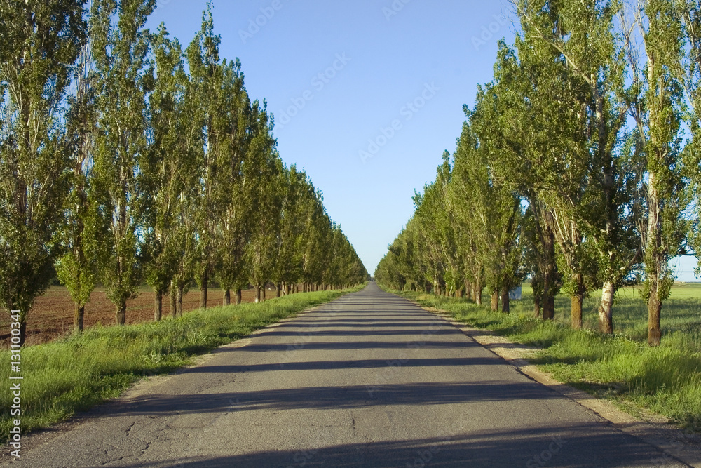 Empty road to perspective in summer day