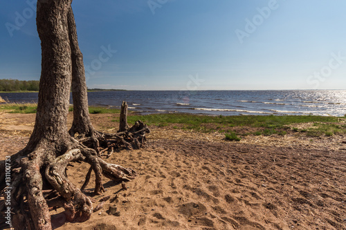 Fototapeta Naklejka Na Ścianę i Meble -  tree and bay/ tree on the shore of the Gulf of Finland