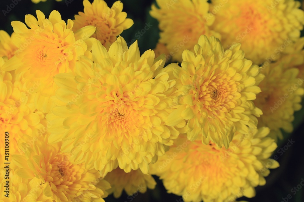 Obraz premium chrysanthemum