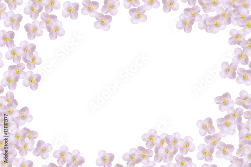 branch of jasmine flowers isolated on white background