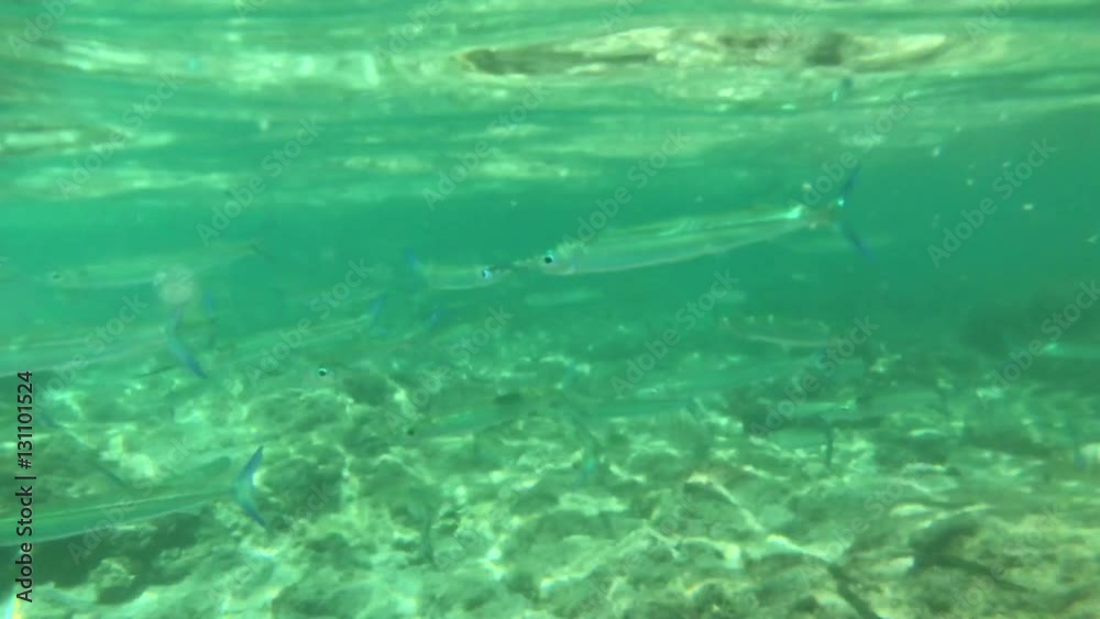 4K video,Lots of fish swimming underwater
4K video,Lots of fish swimming underwater