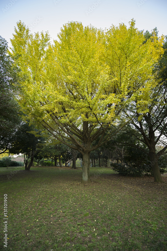 Obraz premium Autumn leaves