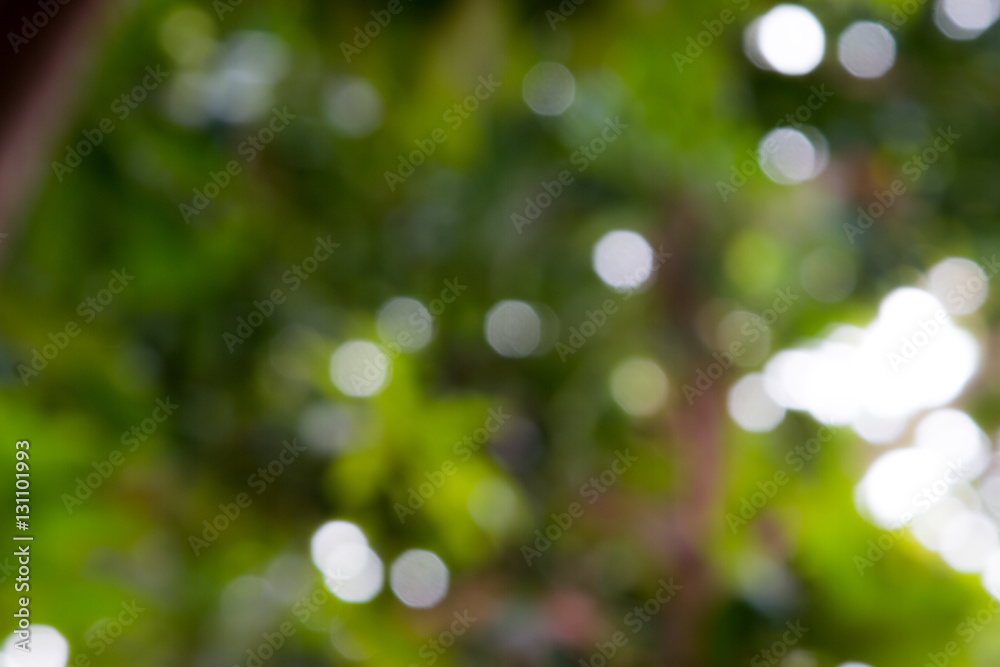 Blured photo of young bush branches fresh green leaves in sun shine garden outdoors Blured photo of young bush branches fresh green leaves in sun shine garden outdoors