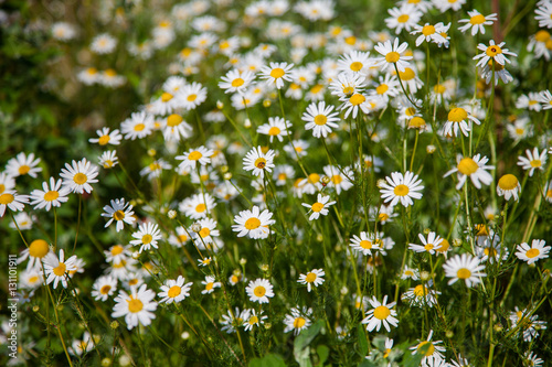 blooming chamomile