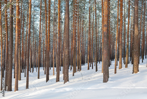 pine forest in snow