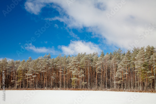 pine forest in winter