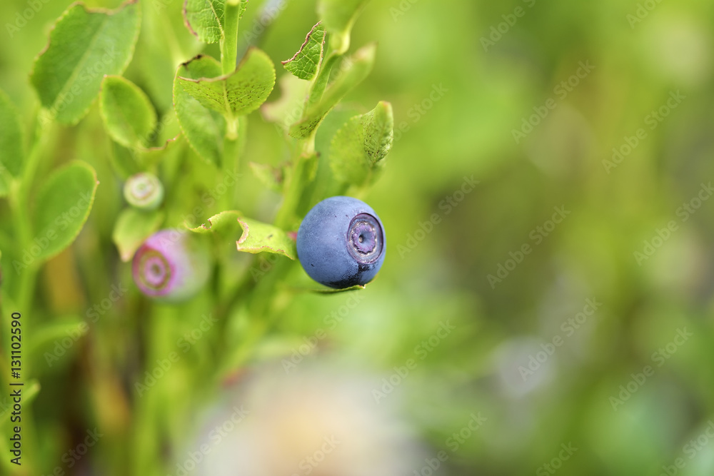 Blueberries in forest Blueberries in forest