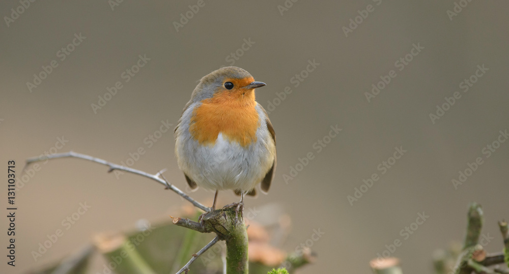 robin robin