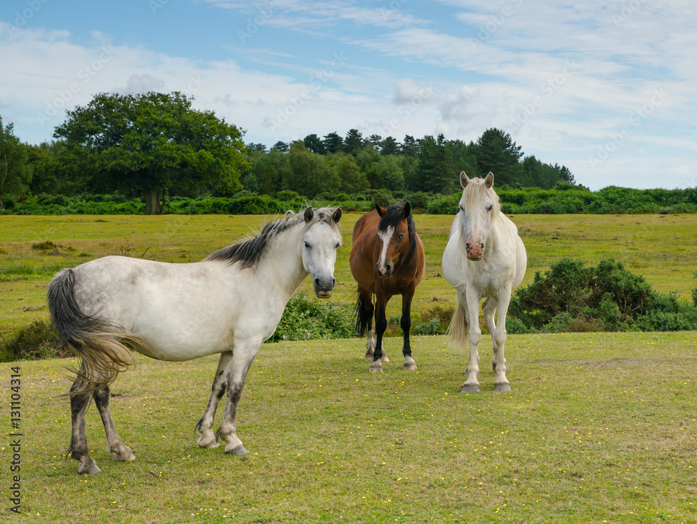 Three Ponies